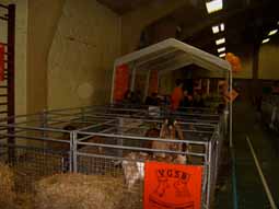 Neerhofdieren tentoonstelling 13 & 14 oktober 2007 te Menen