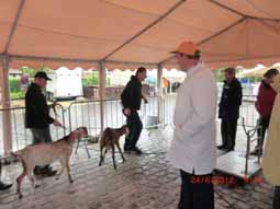 10de geitenmarkt te Eernegem op24 juni 2012