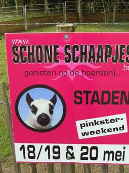 Schone Schaapjes Open Huis te Staden op 18 19 & 20 mei 2013