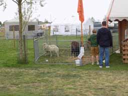 schone schaapjes open huis te Staden op 14 15 16 mei 2016